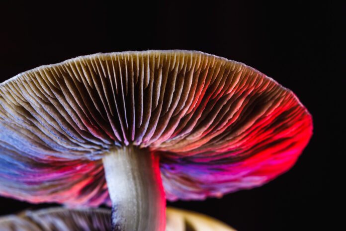 Enigma Mushroom
